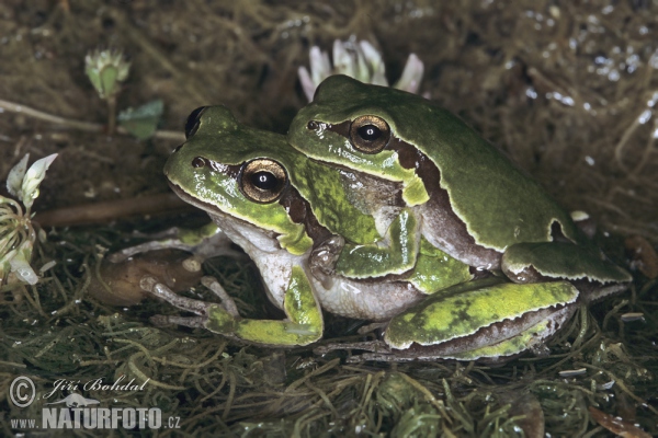 Rosnička levantská (Hyla savignyi)