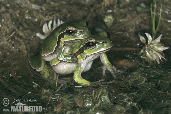 Rosnička levantská (Hyla savignyi)