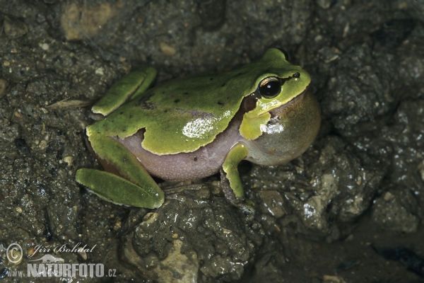 Rosnička levantská (Hyla savignyi)