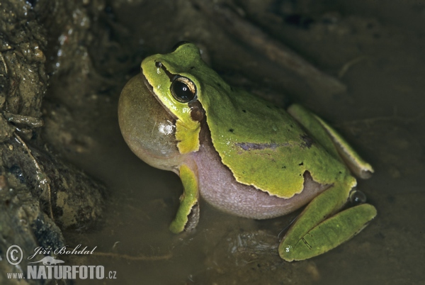 Rosnička levantská (Hyla savignyi)