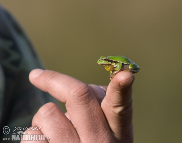 Rosnička zelená (Hyla arborea)