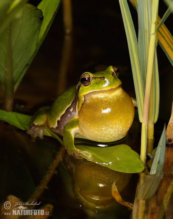 Rosnička zelená (Hyla arborea)