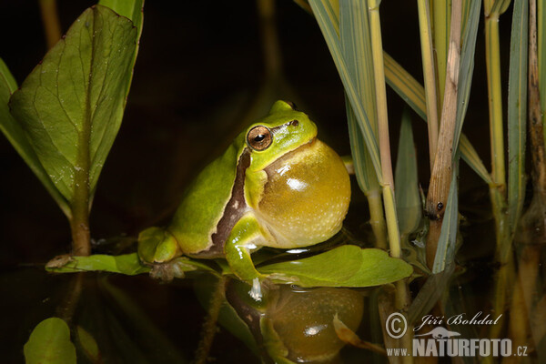 Rosnička zelená (Hyla arborea)