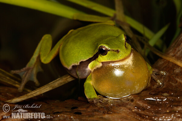 Rosnička zelená (Hyla arborea)