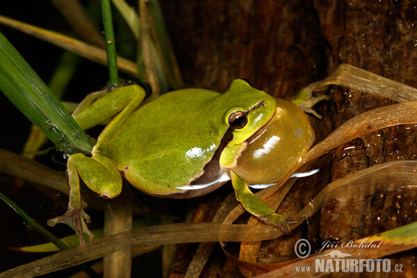 Rosnička zelená (Hyla arborea)