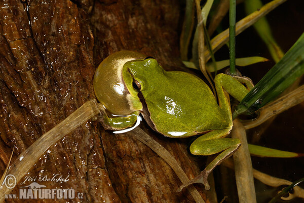 Rosnička zelená (Hyla arborea)