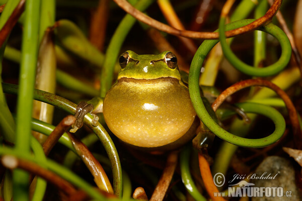 Rosnička zelená (Hyla arborea)