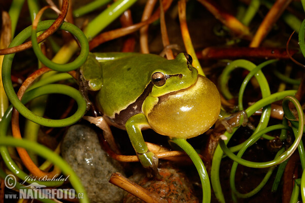 Rosnička zelená (Hyla arborea)