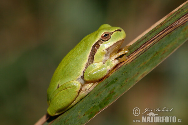 Rosnička zelená (Hyla arborea)