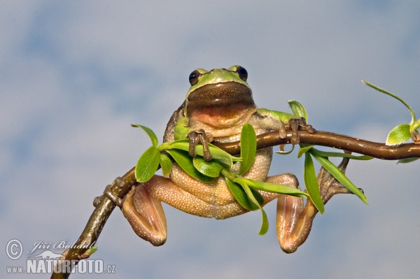 Rosnička zelená (Hyla arborea)