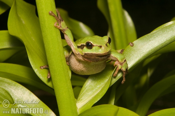 Rosnička zelená (Hyla arborea)