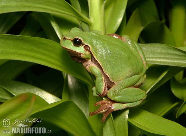 Rosnička zelená (Hyla arborea)