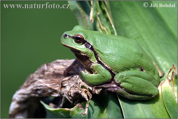 Rosnička zelená (Hyla arborea)