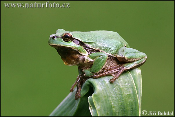 Rosnička zelená (Hyla arborea)