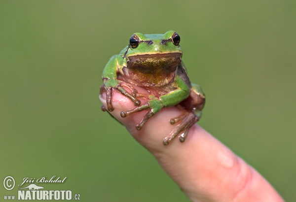 Rosnička zelená (Hyla arborea)