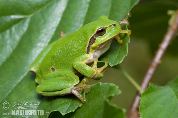 Rosnička zelená (Hyla arborea)