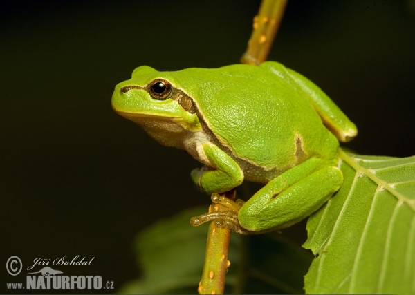 Rosnička zelená (Hyla arborea)