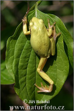 Rosnička zelená (Hyla arborea)