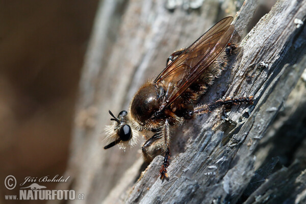 Roupec (Laphria gibbosa)