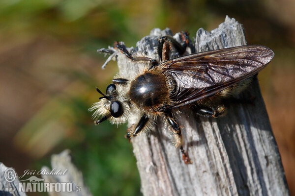 Roupec (Laphria gibbosa)