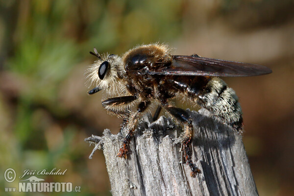 Roupec (Laphria gibbosa)