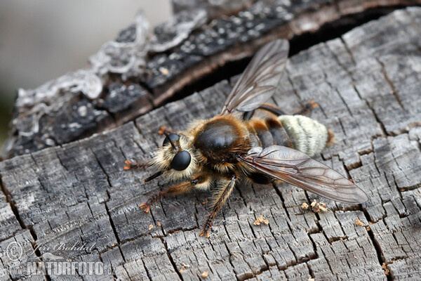 Roupec (Laphria gibbosa)