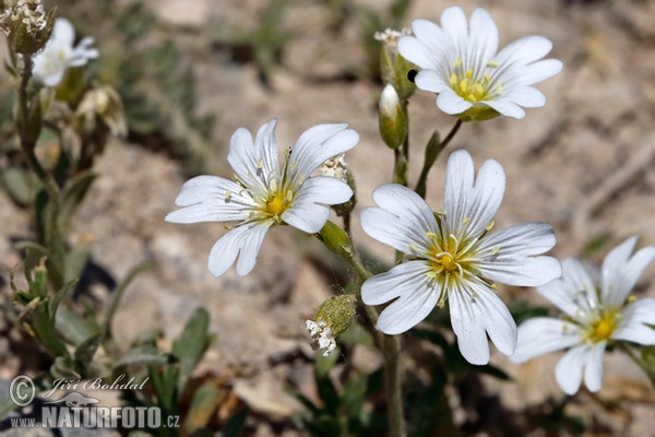 Rožec rolní (Cerastium arvense)