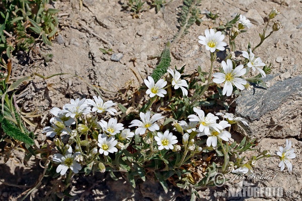 Rožec rolní (Cerastium arvense)