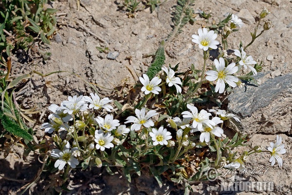 Rožec rolní (Cerastium arvense)