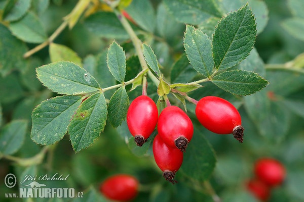 Ruža šípová (Rosa canina)