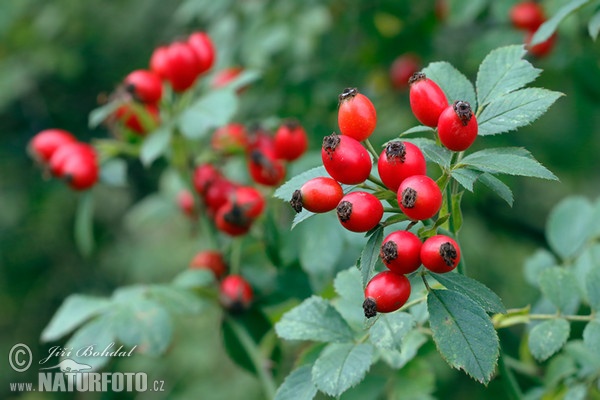 Ruža šípová (Rosa canina)