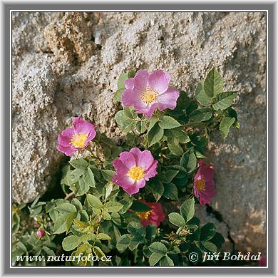 Ruža šípová (Rosa canina)