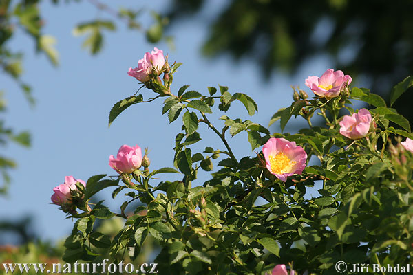 Ruža šípová (Rosa canina)