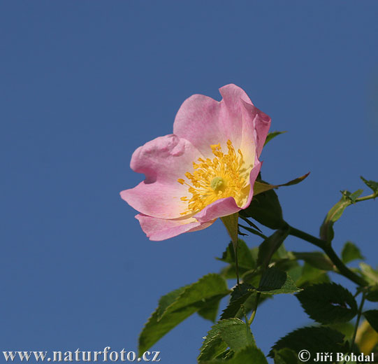 Ruža šípová (Rosa canina)