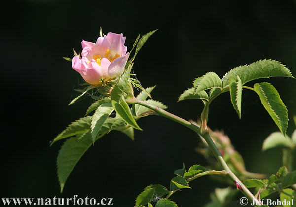 Ruža šípová (Rosa canina)