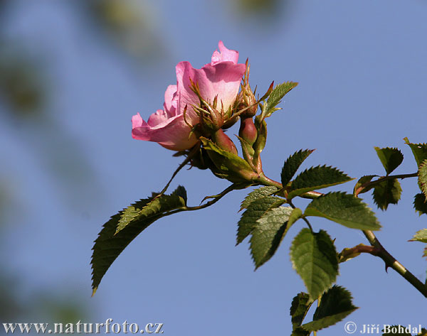 Ruža šípová (Rosa canina)