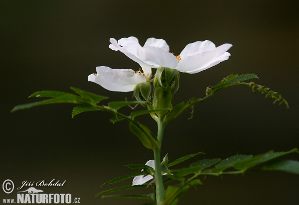 Ruža šípová (Rosa canina)