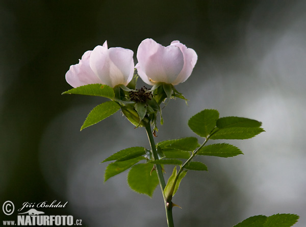 Ruža šípová (Rosa canina)