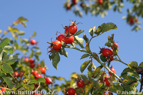 Ruža šípová (Rosa canina)