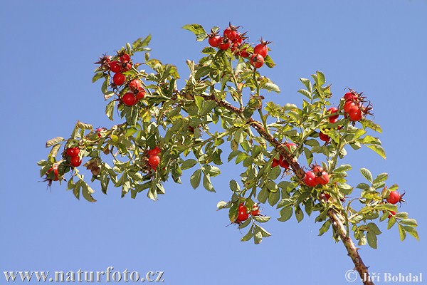 Ruža šípová (Rosa canina)