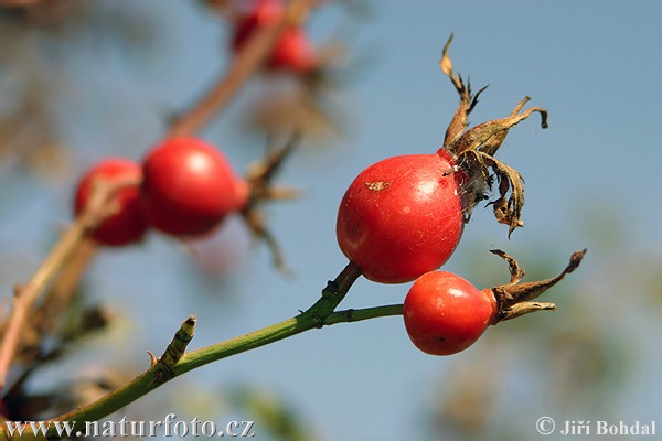 Ruža šípová (Rosa canina)