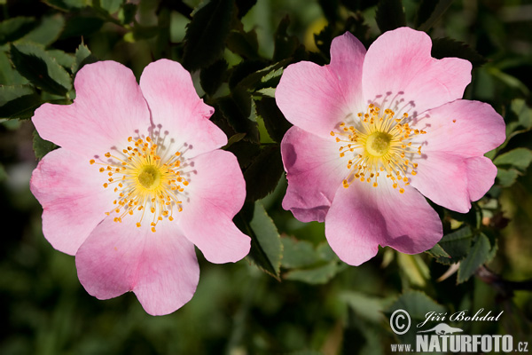 Ruža šípová (Rosa canina)