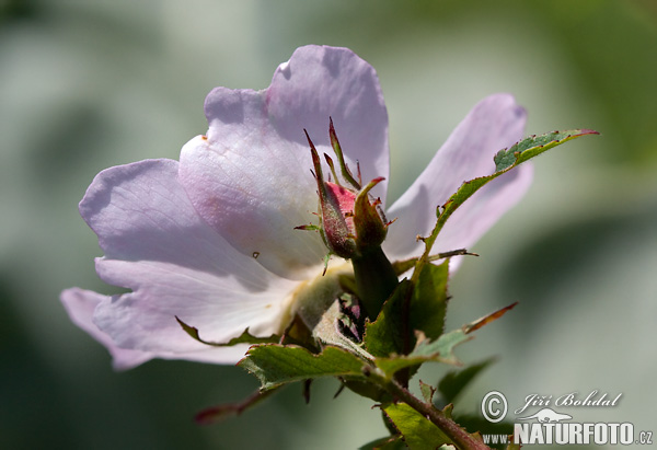 Ruža šípová (Rosa canina)