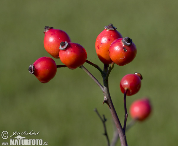 Ruža šípová (Rosa canina)