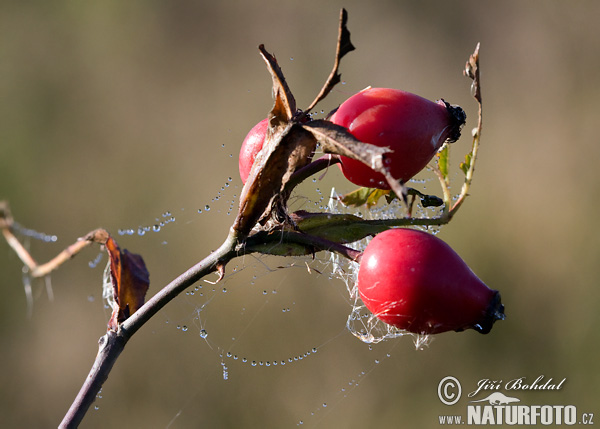 Ruža šípová (Rosa canina)