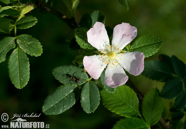 Ruža šípová (Rosa canina)