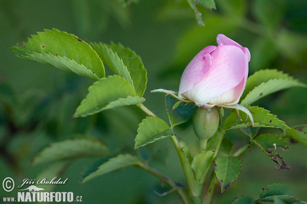 Ruža šípová (Rosa canina)