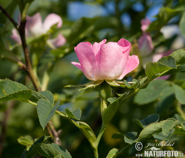 Růže (Rosa sp.)