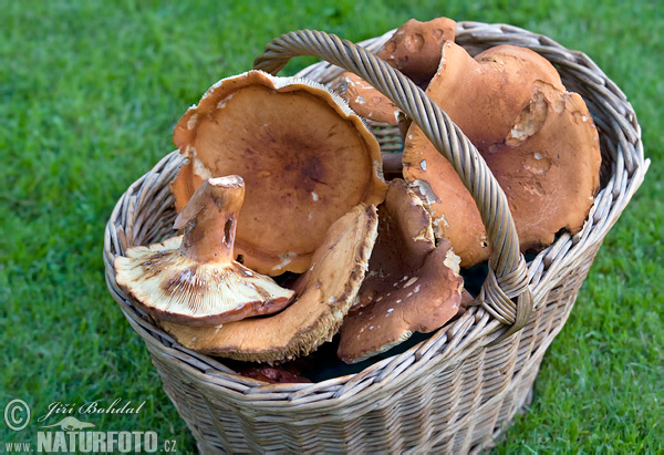 rýdzik surovičkový (Lactarius volemus)