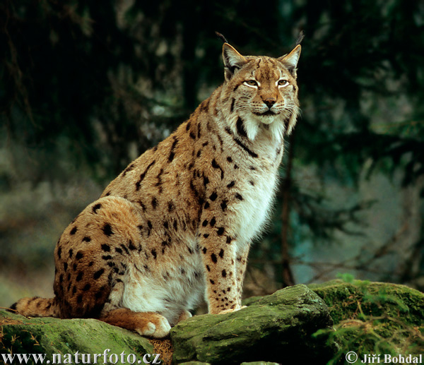 Rys ostrovid (Lynx lynx)